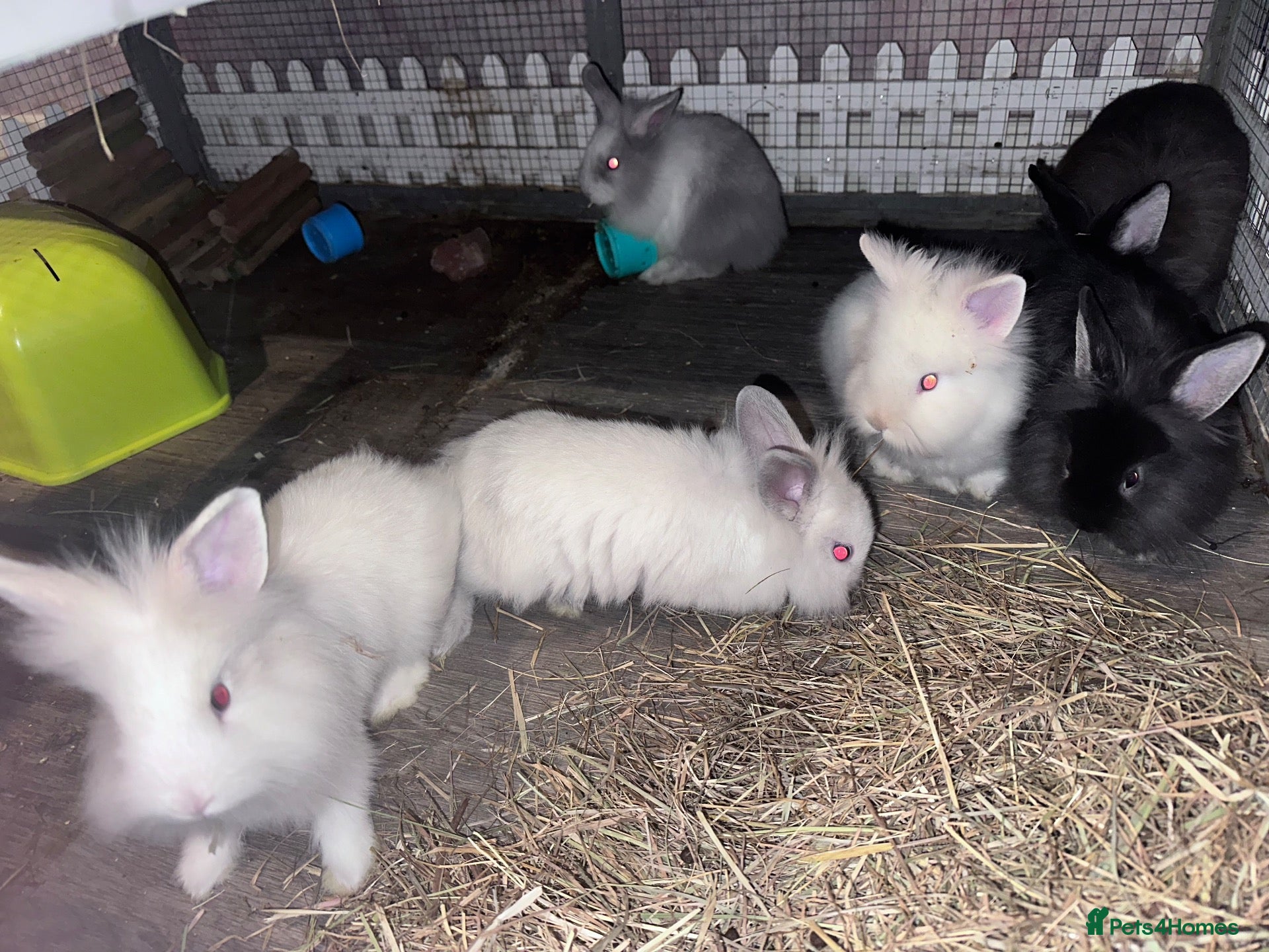 Lionhead rabbits Baby double mane Lionhead bunnies 🥰 - Advert 1