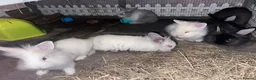 Lionhead rabbits for sale: Baby double mane Lionhead bunnies 🥰 - Advert 1
