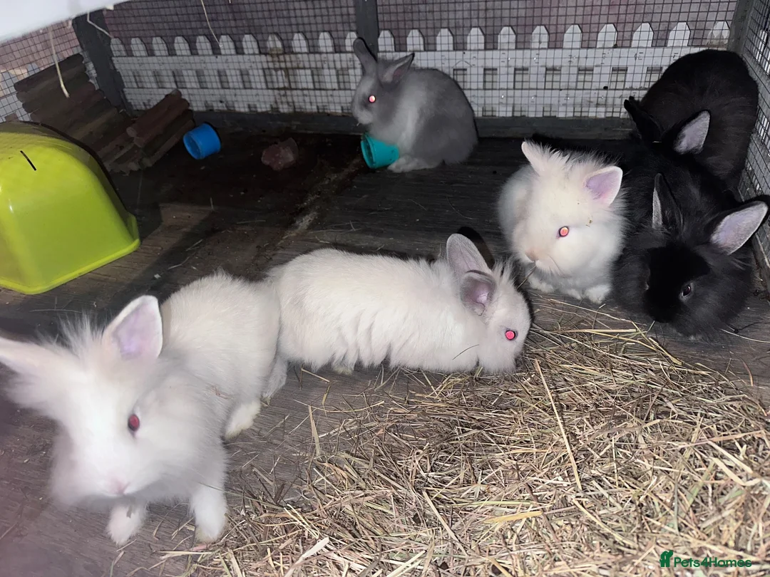 Lionhead rabbits for sale: Baby double mane Lionhead bunnies 🥰 - Advert 1