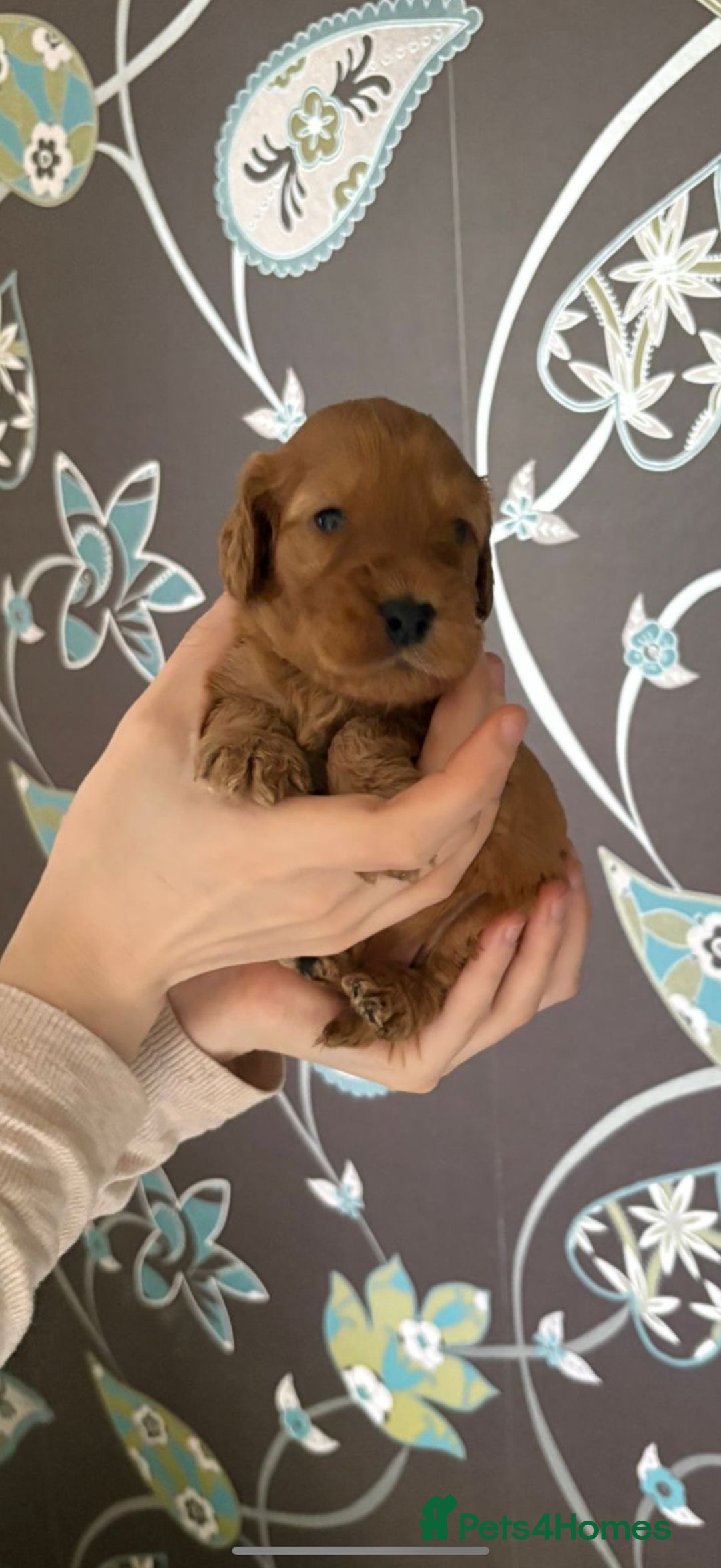 Cockapoo dogs for sale: F1 RARE VILLASPANIOL CHAMPION LINE  COCKAPOOS  - Advert 18