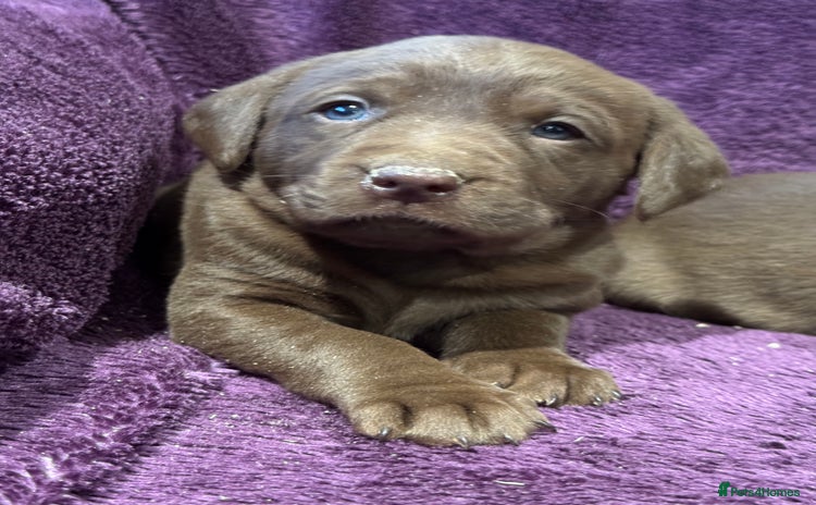 Labrador Retriever dogs 🤎 Chocolate Labrador Puppies, 5* Licensed Breeder - Advert 1