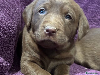 Labrador Retriever dogs 🤎 Chocolate Labrador Puppies, 5* Licensed Breeder - Advert 3