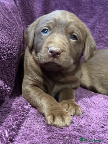 Labrador Retriever dogs 🤎 Chocolate Labrador Puppies, 5* Licensed Breeder - Advert 2
