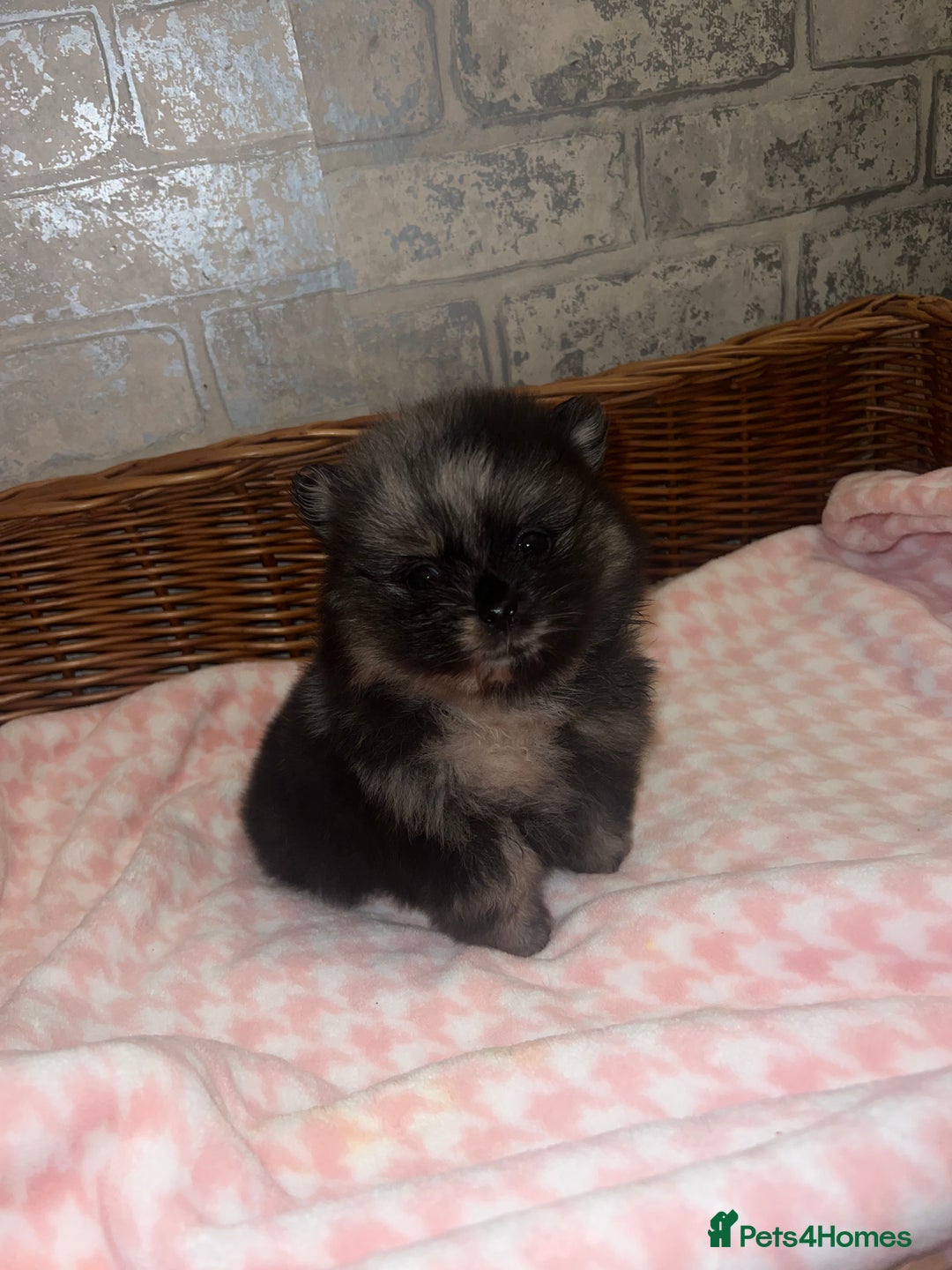 Pomeranian dogs for sale: ✨🖤Merle toy Russian Pomeranian 🖤✨ - Advert 13