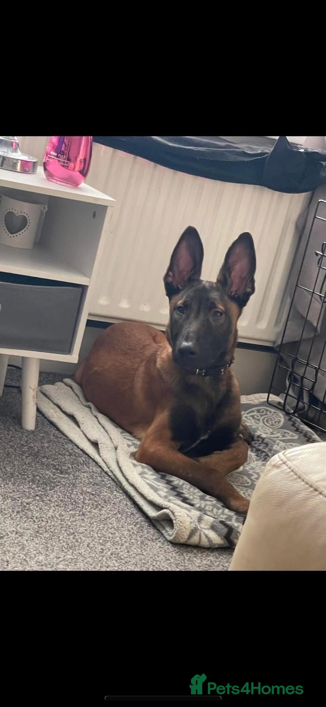 Belgian Shepherd Dog dogs for sale: Belgian Malinois Male Leeds - Advert 2