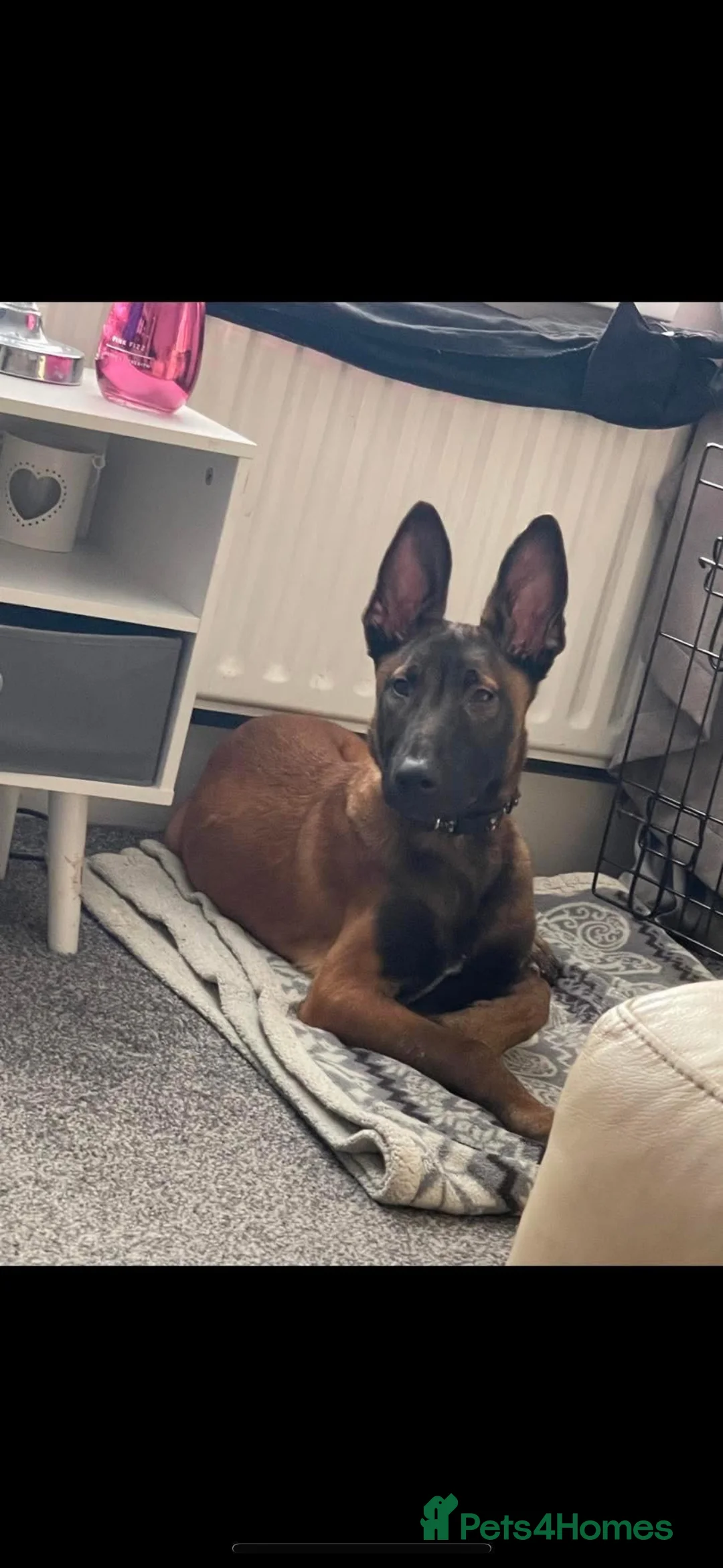 Belgian Shepherd Dog dogs for sale: Belgian Malinois Male Leeds - Advert 2