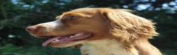 Cocker Spaniel dogs for sale: W/C Spaniel Puppies. Health tested parents - Advert 9