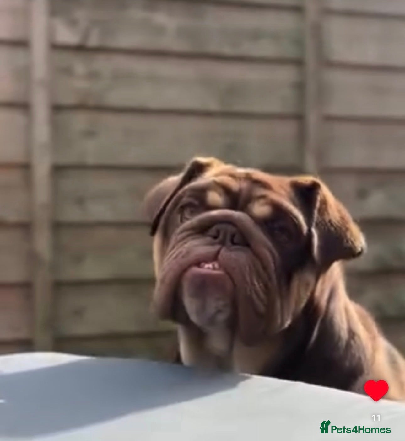 English Bulldog dogs English Bulldog – Free to the Right Home - Advert 1