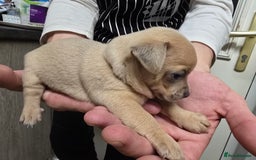 Chihuahua dogs for sale: Chihuahua pedigree pups. Not KC. - Image 17