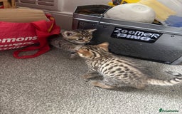 Bengal cats for sale: Bengal Kittens Ready2Go (Mother is TICA certified) in London - Image 4