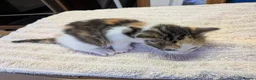 Mixed Breed cats for sale: 4 beautiful kittens for sale  - Advert 1