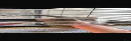 Rat rodents for sale: Female rats  - Advert 4