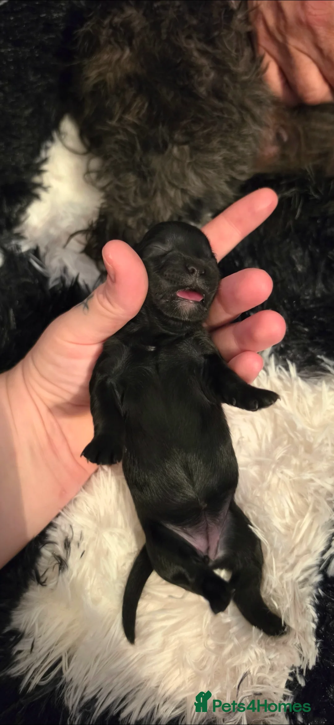 Shih Tzu dogs for sale: Beautiful Shih-tzu litter in Bellshill - Advert 2