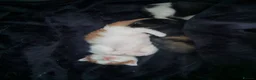 Mixed Breed cats for sale: Adorable and Friendly Kittens in Hungerford - Advert 19