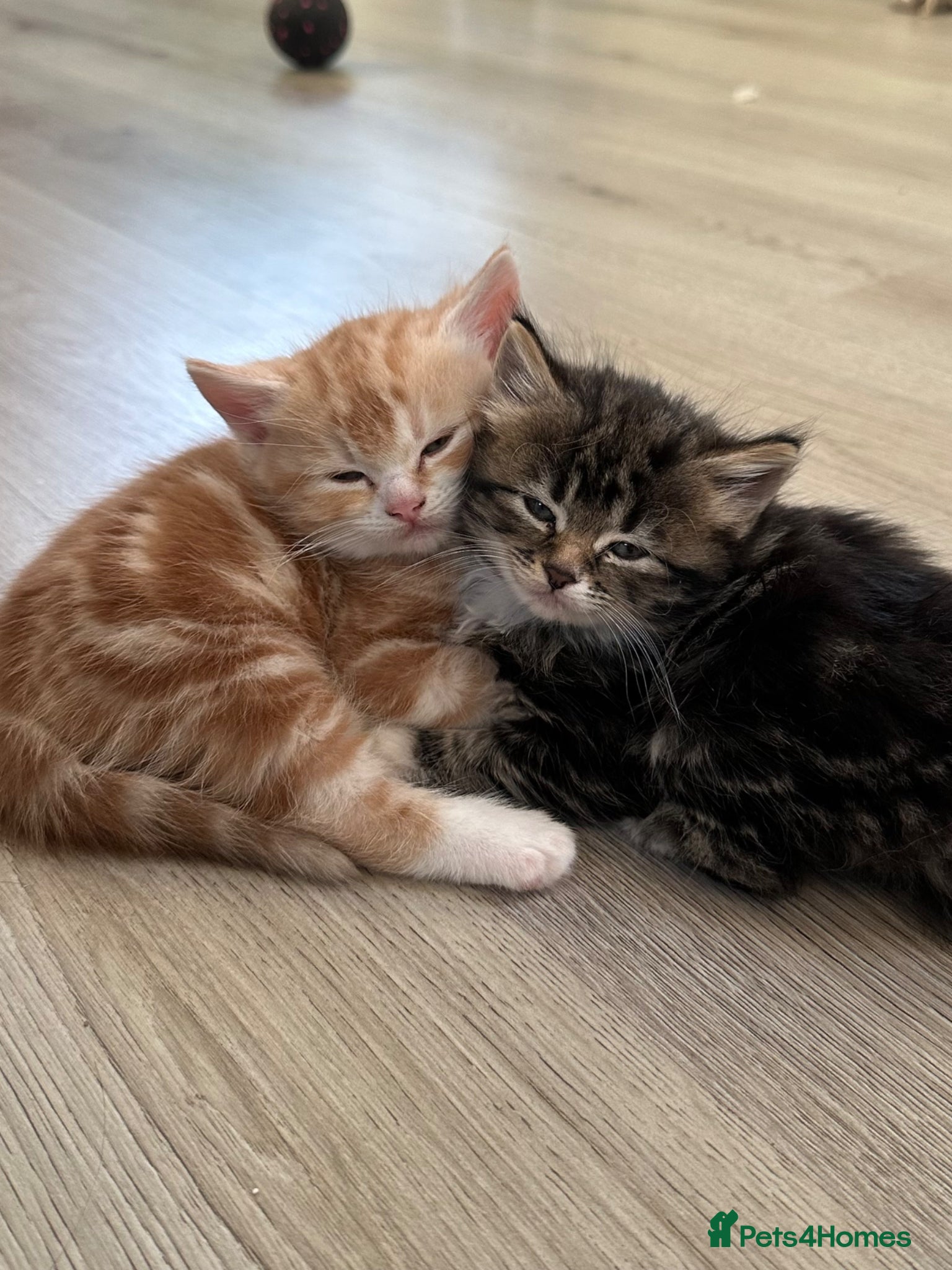 Scottish Fold cats 5 loving Scottish Fold x DSH kittens - Advert 2