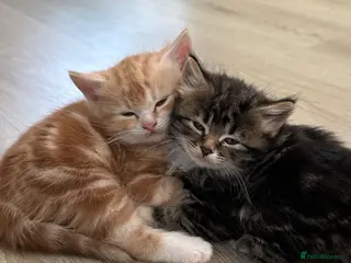 Scottish Fold cats 5 loving Scottish Fold x DSH kittens - Advert 2