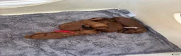 Toy Poodle dogs for sale: Tiny Toy ×Asian Poodle Puppies Ready 21/09/26 - Advert 11