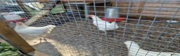 Chickens poultry for sale: LayingvChickens for sale  - Advert 1