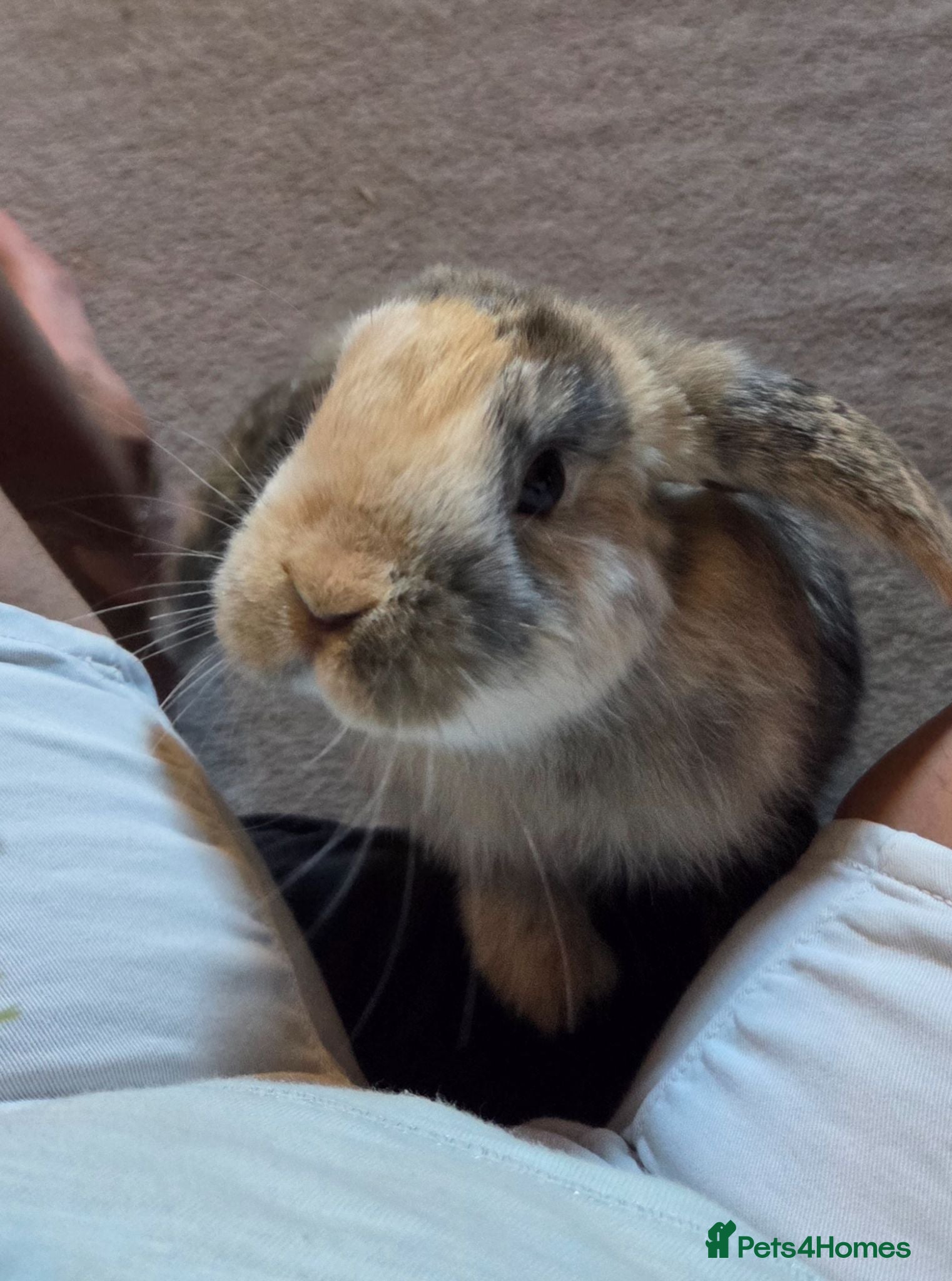 Mini Lop rabbits Two boys and two girls wait for new home - Advert 10