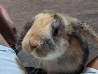 Mini Lop rabbits Two boys and two girls wait for new home - Advert 10
