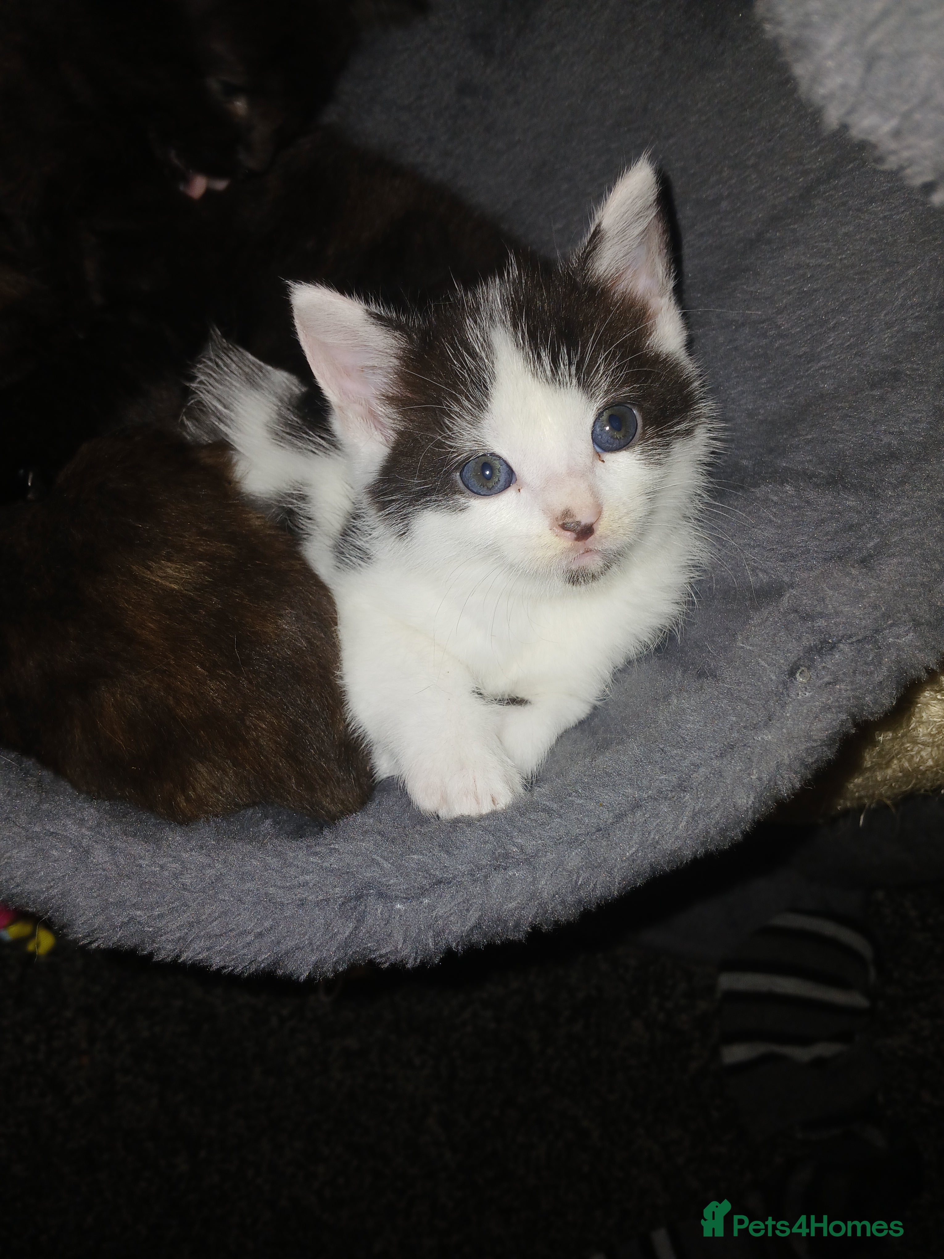 Mixed Breed cats Mixed bread  - Advert 20