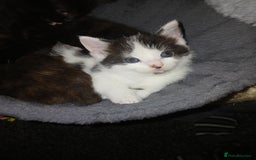 Mixed Breed cats for sale: Mixed bread  - Image 5