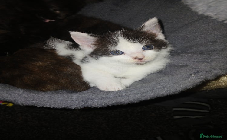 Mixed Breed cats - Advert 6