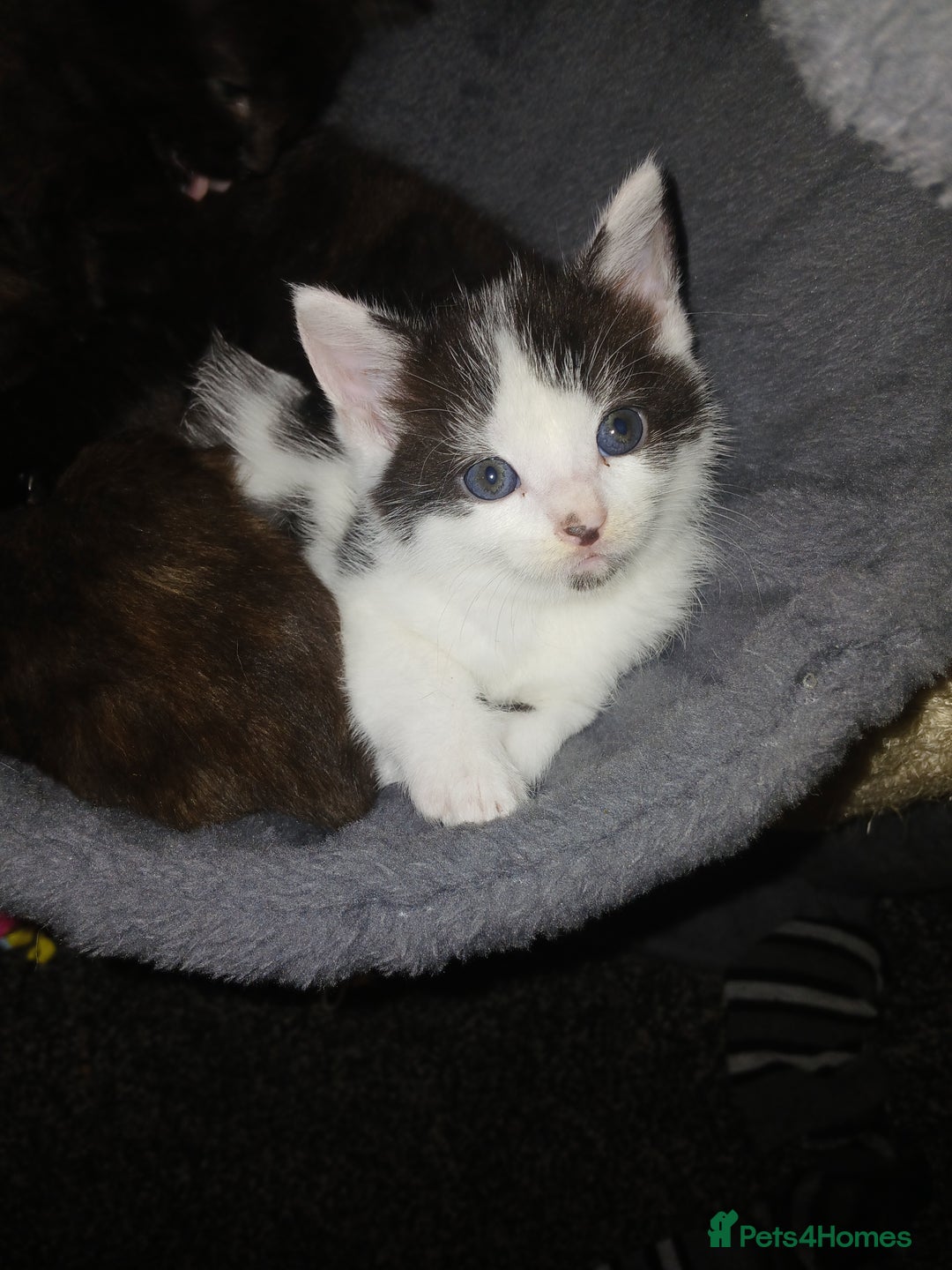 Mixed Breed cats for sale: Mixed bread  - Image 5