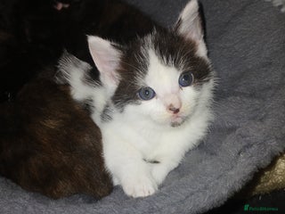 Mixed Breed cats - Advert 3