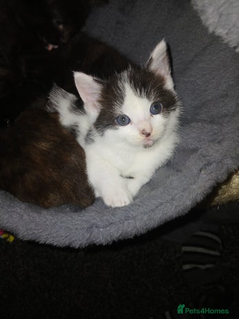 Mixed Breed cats - Advert 10