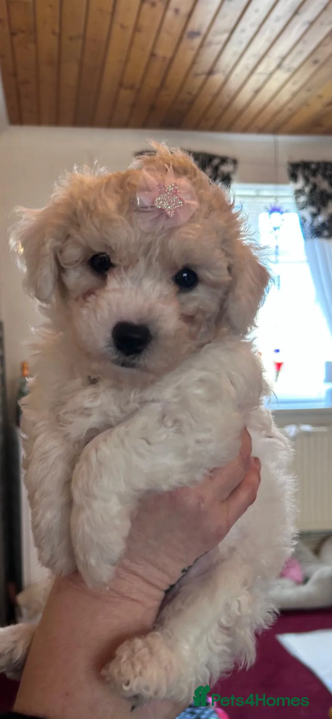 Mixed Breed dogs for sale:  Cavapoochon   - Advert 10