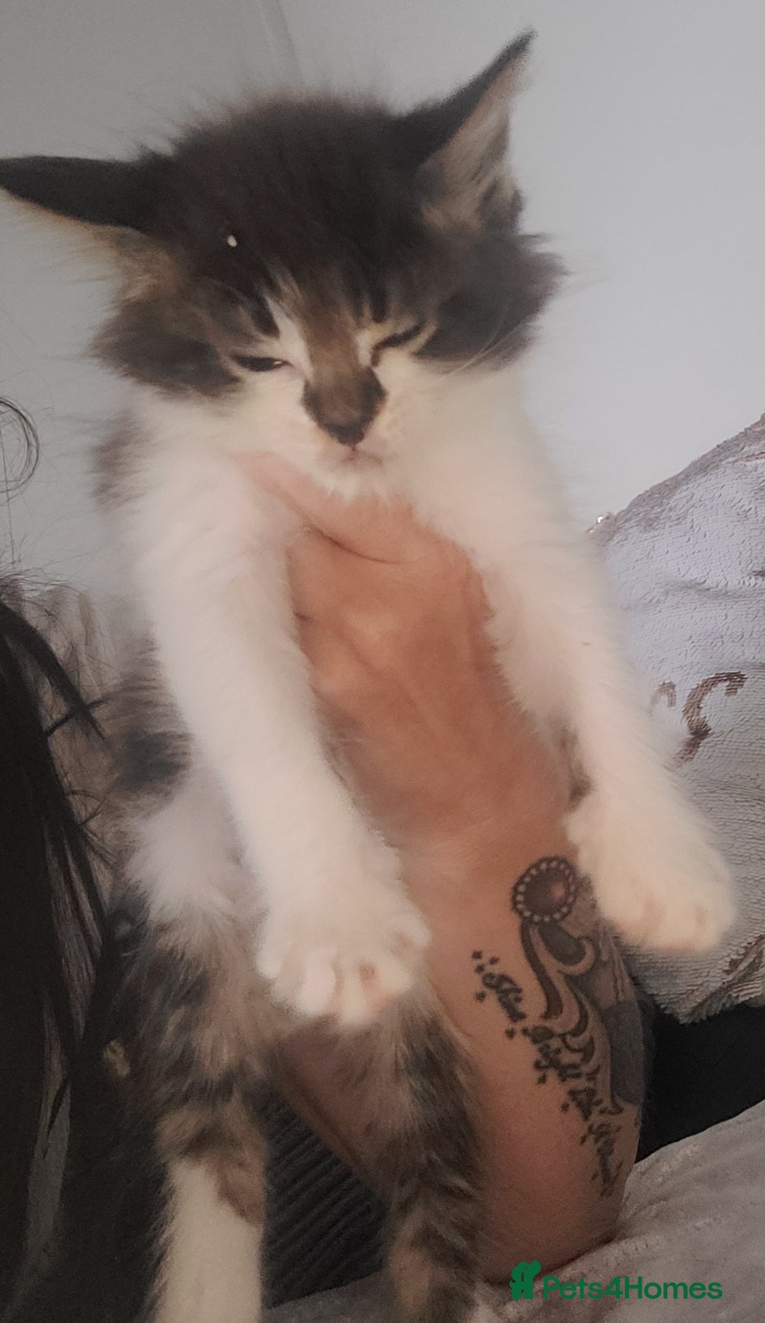 Maine Coon cats for sale: Maine coon X  - Image 12