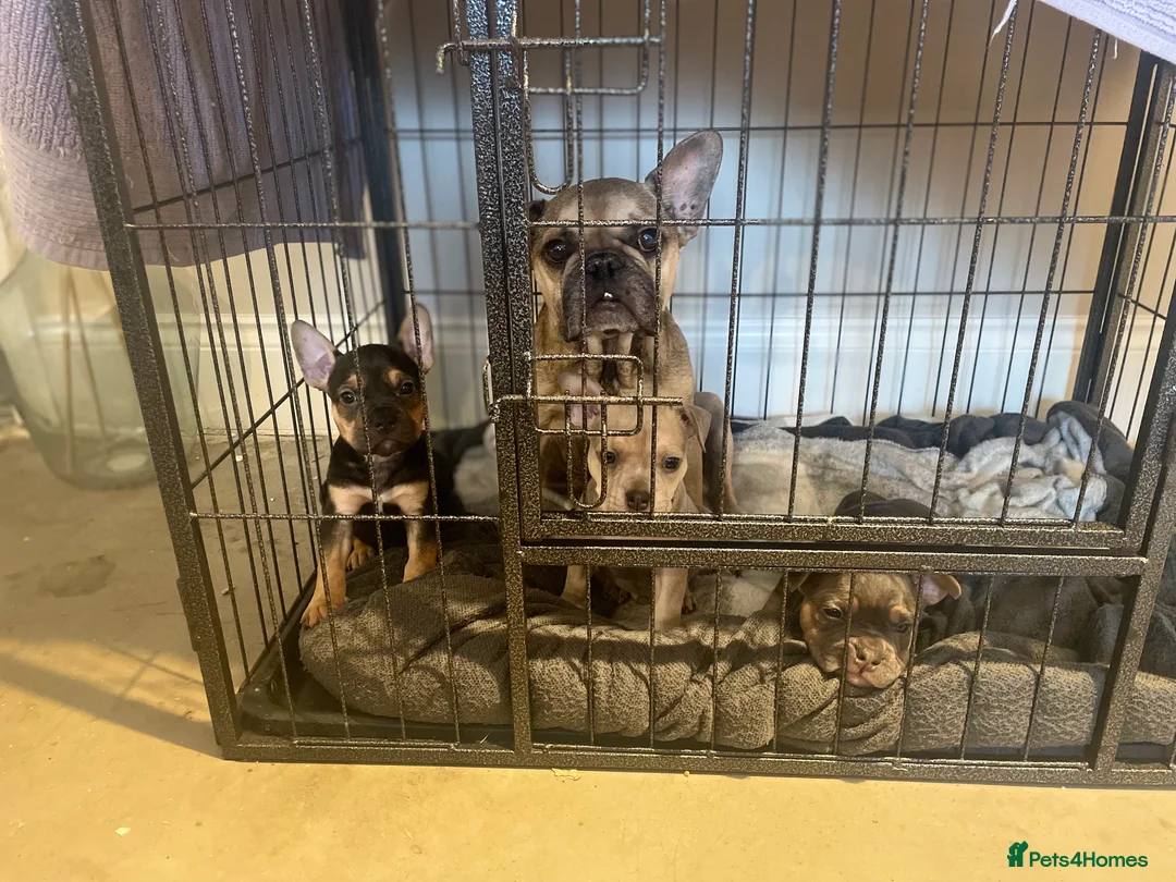 Mixed Breed dogs for sale: 6 weeks old and looking for their forever homes. - Advert 5