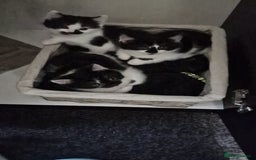 Mixed Breed cats for sale: 🐾 Adorable Kittens Looking for Loving Homes 💕 - Image 6