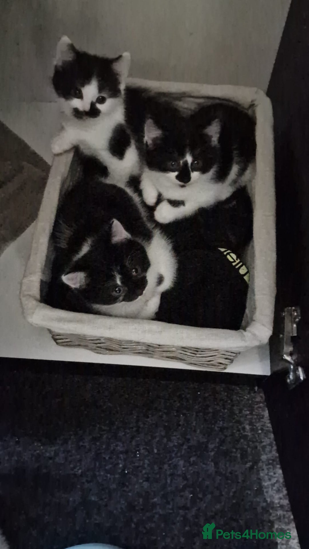 Mixed Breed cats for sale: 🐾 Adorable Kittens Looking for Loving Homes 💕 - Image 6