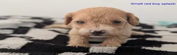 Cavapoochon dogs for sale: PRA Clear genetically DNA Tested Cavapoochons in Towcester - Advert 16