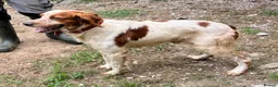 Brittany Spaniel dogs for adoption: Troy - Brittany Spaniel  in Ashford - Advert 5