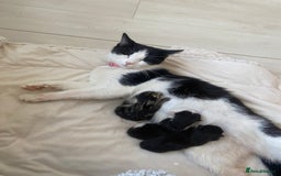 Ragdoll cats for sale: Ragdoll kitten - Advert 5