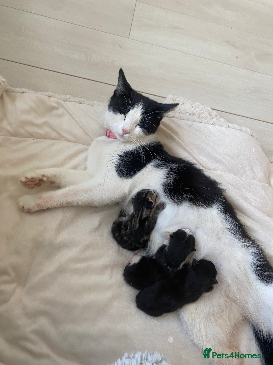 Ragdoll cats for sale: Ragdoll kitten - Advert 5