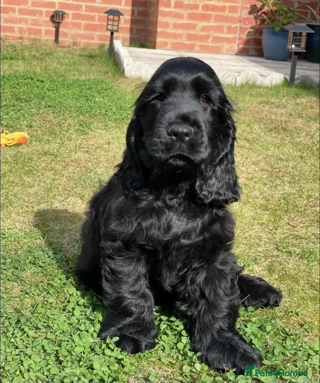 American Cocker Spaniel dogs for sale: American cocker Spaniel  - Advert 6
