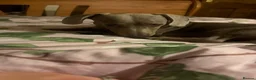 Dachshund dogs for sale: Dachshund  - Advert 2