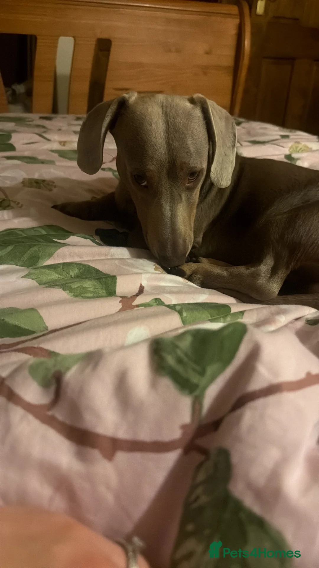 Dachshund dogs for sale: Dachshund  - Advert 2