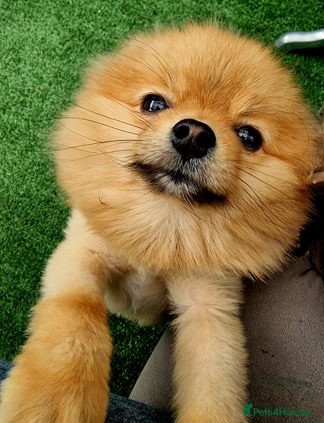 Pomeranian dogs for sale: Gorgeous Pom  - Image 4