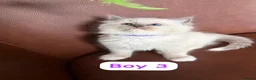 Ragdoll cats for sale: Ragdoll kittens looking for forever home💗 - Advert 9