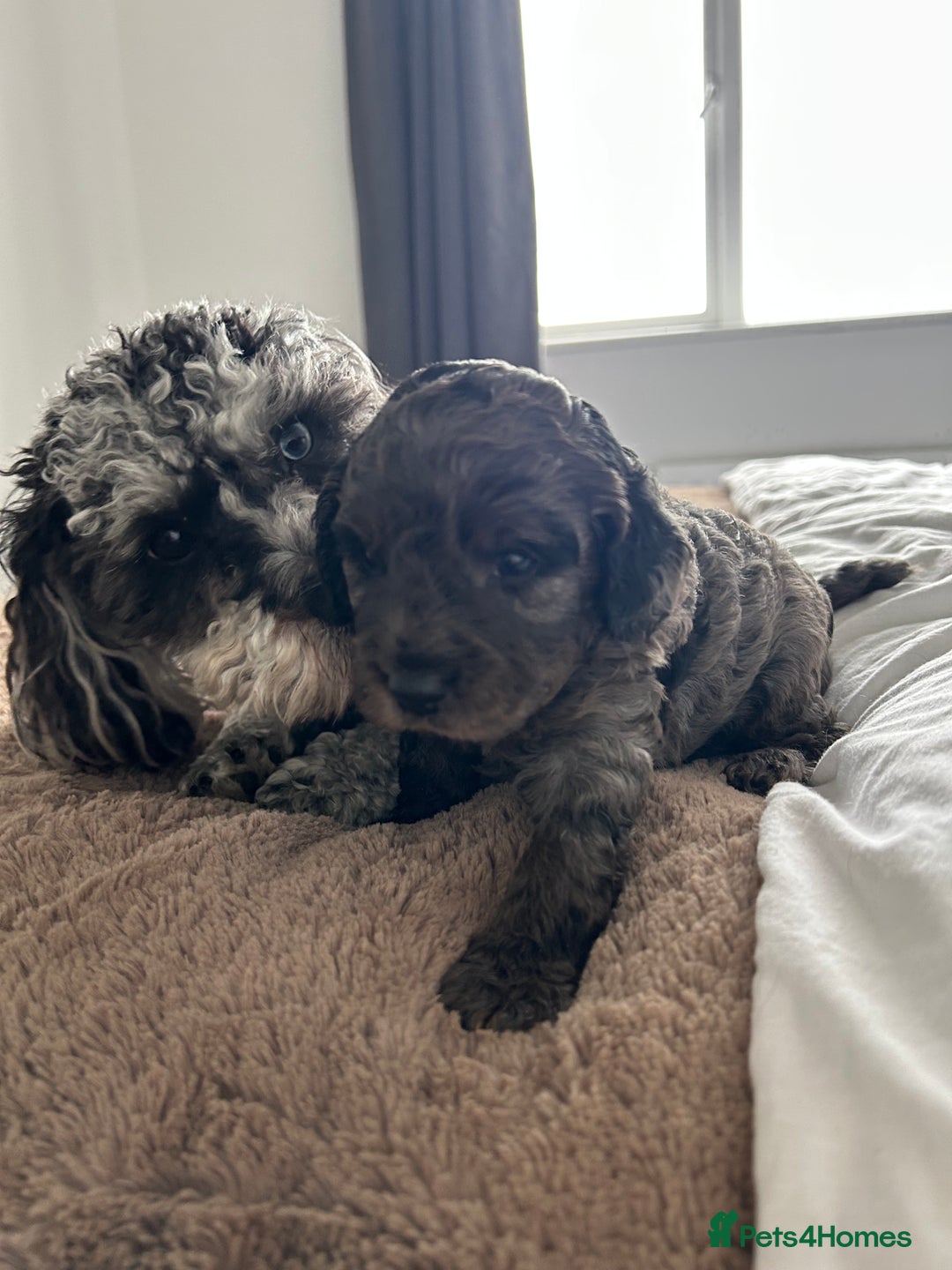 Cavapoo dogs for sale: 💕🐾 Tiny Paws, Big Heart 🐾💕Toy Cavapoo  - Image 2