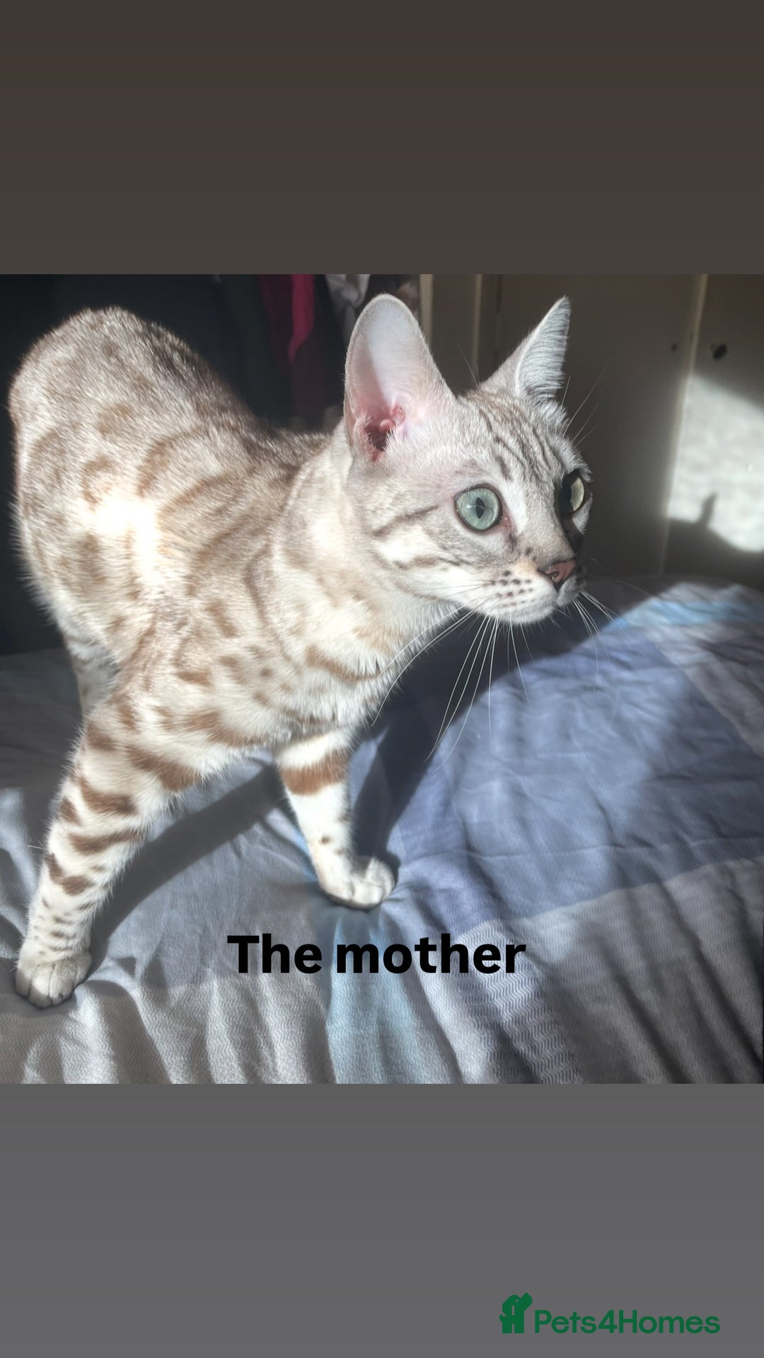 Bengal cats for sale: Stunning Silver & Charcoal Bengal Boys & Girls! - Image 21