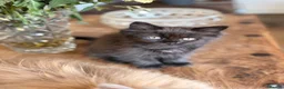 British Longhair cats for sale: Gorgeous British Long Hair X Ragdoll kittens  - Advert 7