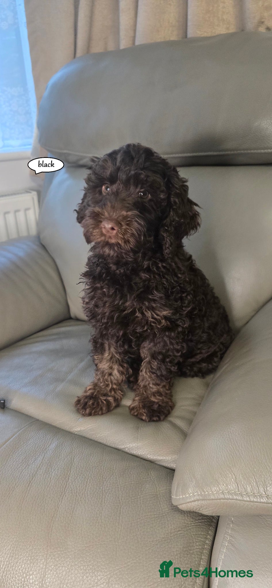 Cockapoo dogs Cockapoo F1b  Puppies ready to leave  - Advert 2
