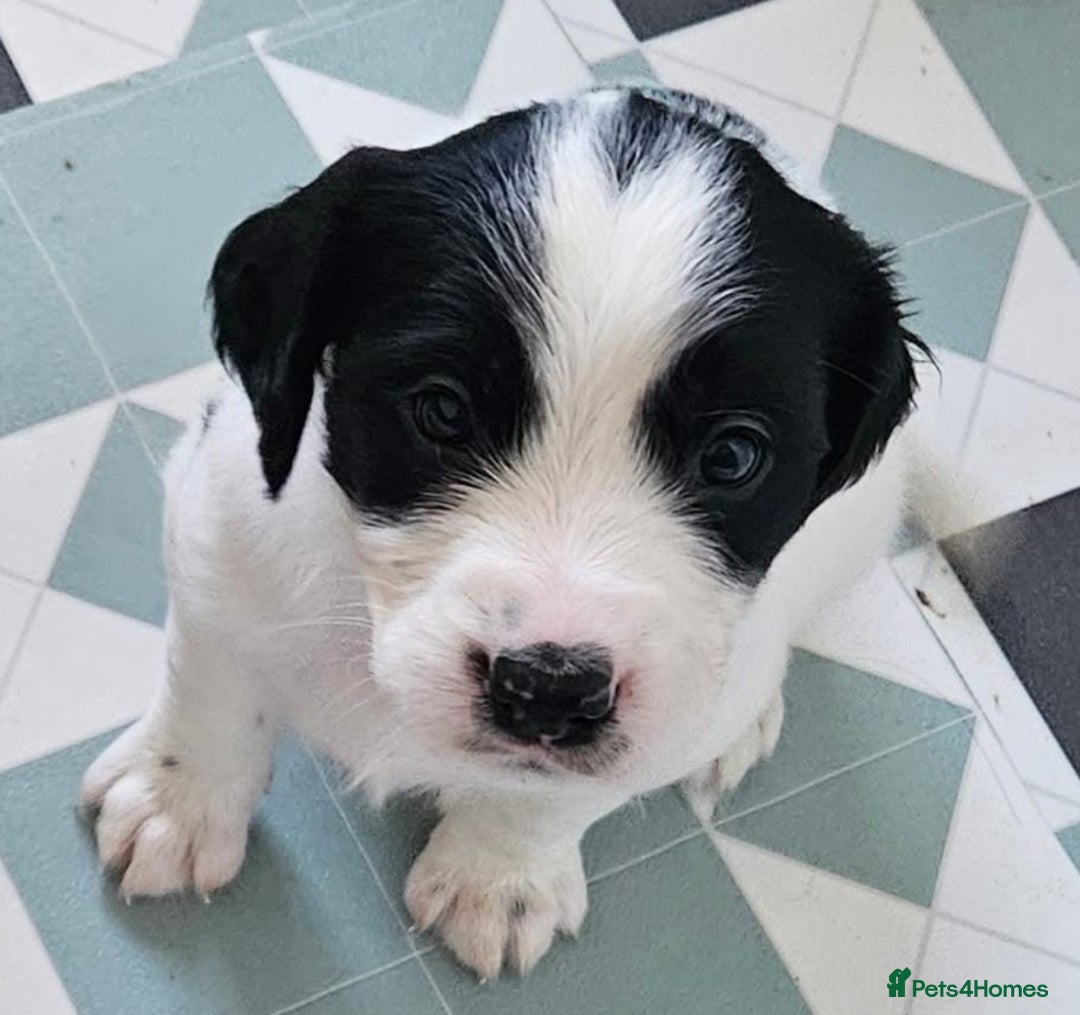 Mixed Breed dogs for sale: Spangold puppies - Advert 6