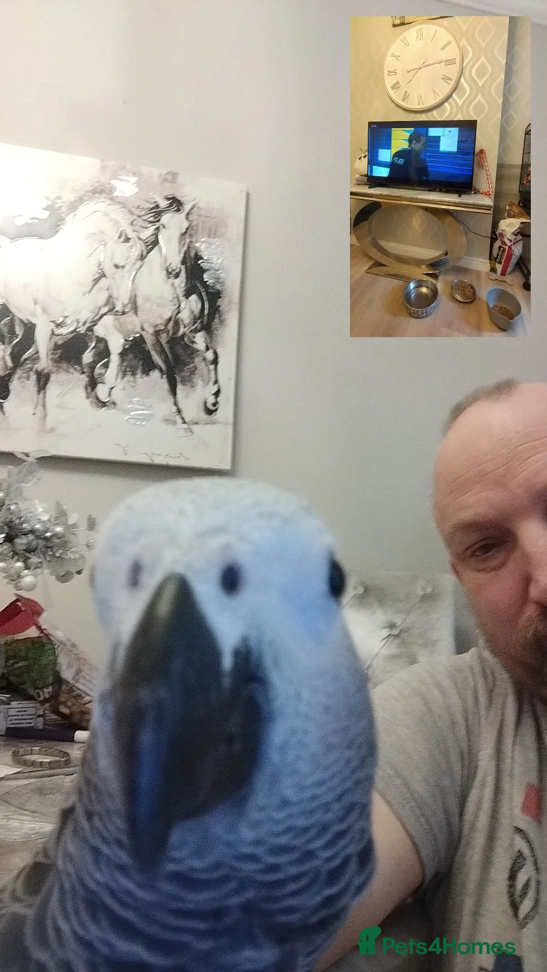 Parrots birds for sale: Hand reared 11 month old female african grey - Advert 7